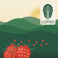 U-Pick Strawberries
